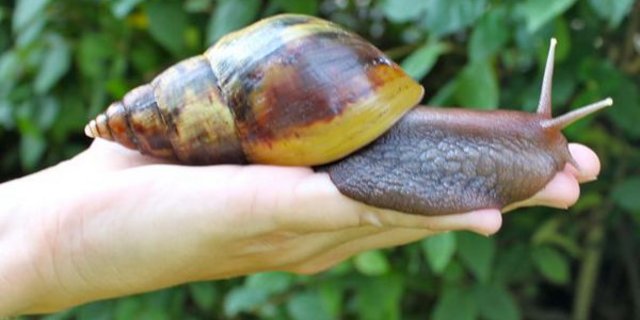 Diese Schnecke ist so gross wie eine Hand. (Bild twitpic)