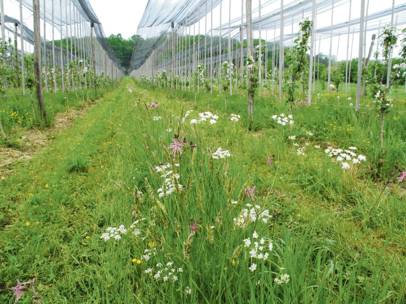 Jährlich blühen in den Fahrstreifen von Stefan Müllers und Jenny Dornigs Obstanlage verschiedene Dolden- und Schmetterlingsblütler sowie Milchkräuter und Rosettenbildner in den buntesten Farben. (Bild FiBL)
