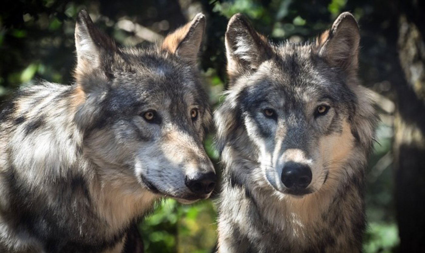 Der Wolf war in der Schweiz im 18. und 19. Jahrhunderts ausgerottet worden. Im 20. Jahrhundert wurden auch in den Nachbarländern nur noch einzelne Wölfe beobachtet. Nachdem der Wolf geschützt worden war, breitete er sich im Alpenraum wieder aus. 1995 wanderten die ersten Wölfe in die Schweiz ein; heute gibt es vier Rudel und etwa 50 Wölfe. (Bild Pixabay)