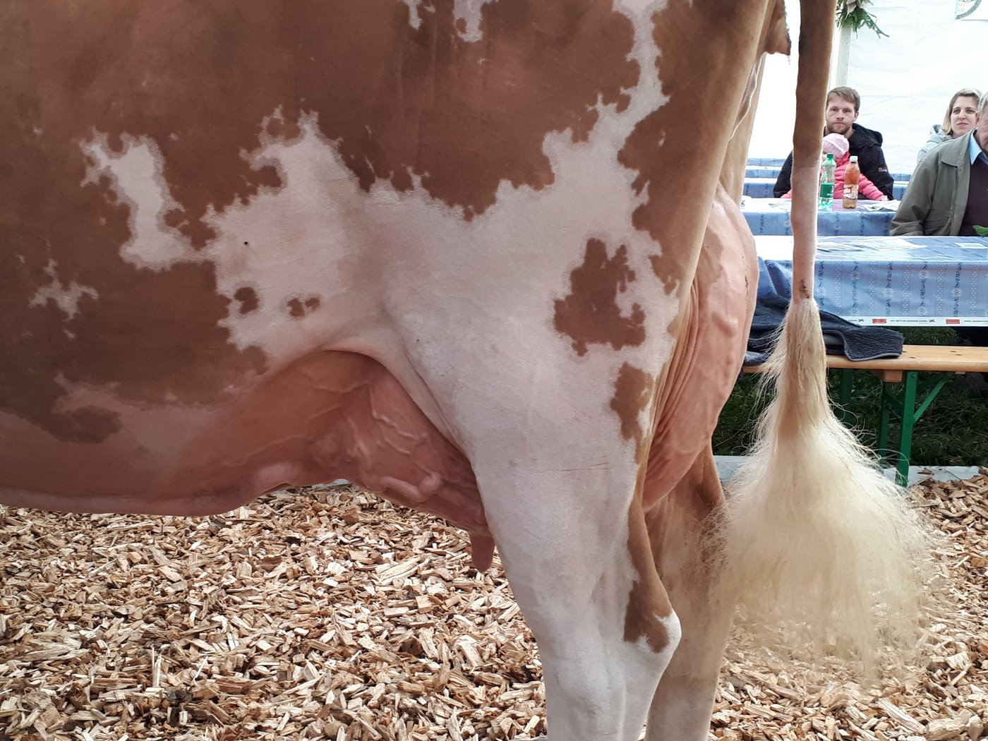 Ausnahmekuh Jowis Incas Flavia wird in Gstaad gross gefeiert. (Bild sb)