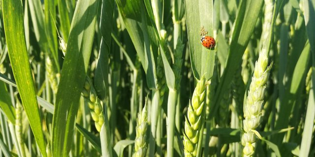 Marienkäfer und andere Nützlinge helfen z. B. im Weizen bei der Blattlausregulation. Von einer verfrühten Behandlung ist abzuraten, da sie den Nützlingen die Nahrungsgrundlage entzieht. (Bild Wallierhof)
