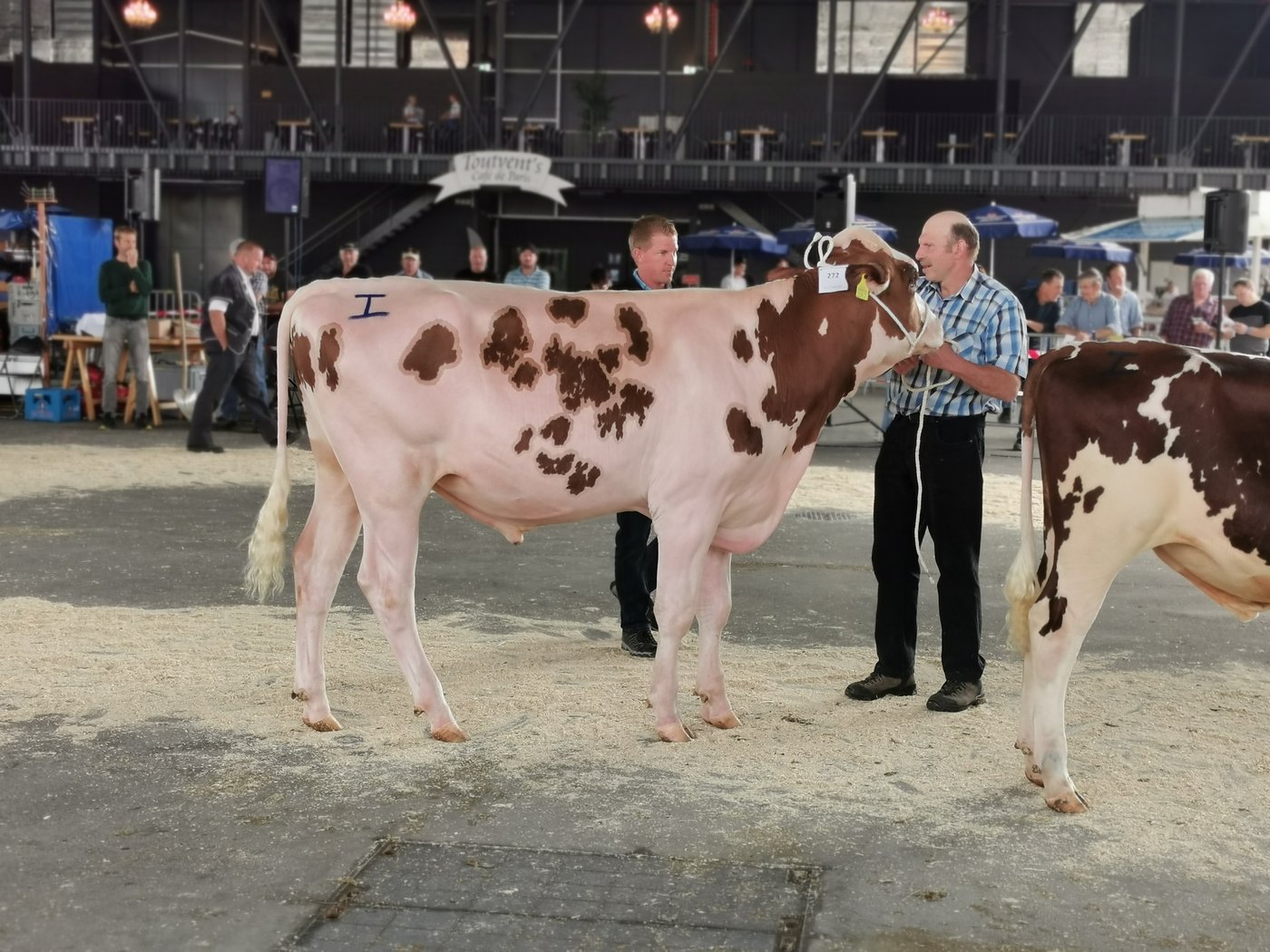 Mit knapp 320 Stieren im Katalog werde 2021 wieder ein breites Angebot, sowie eine hervorragende Qualität erwartet. (Bild Simone Barth)