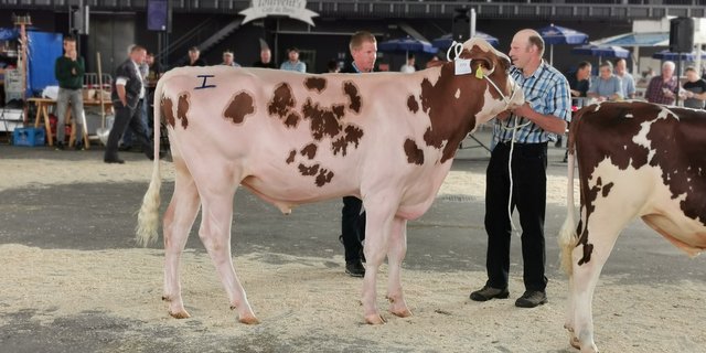 Mit knapp 320 Stieren im Katalog werde 2021 wieder ein breites Angebot, sowie eine hervorragende Qualität erwartet. (Bild Simone Barth)