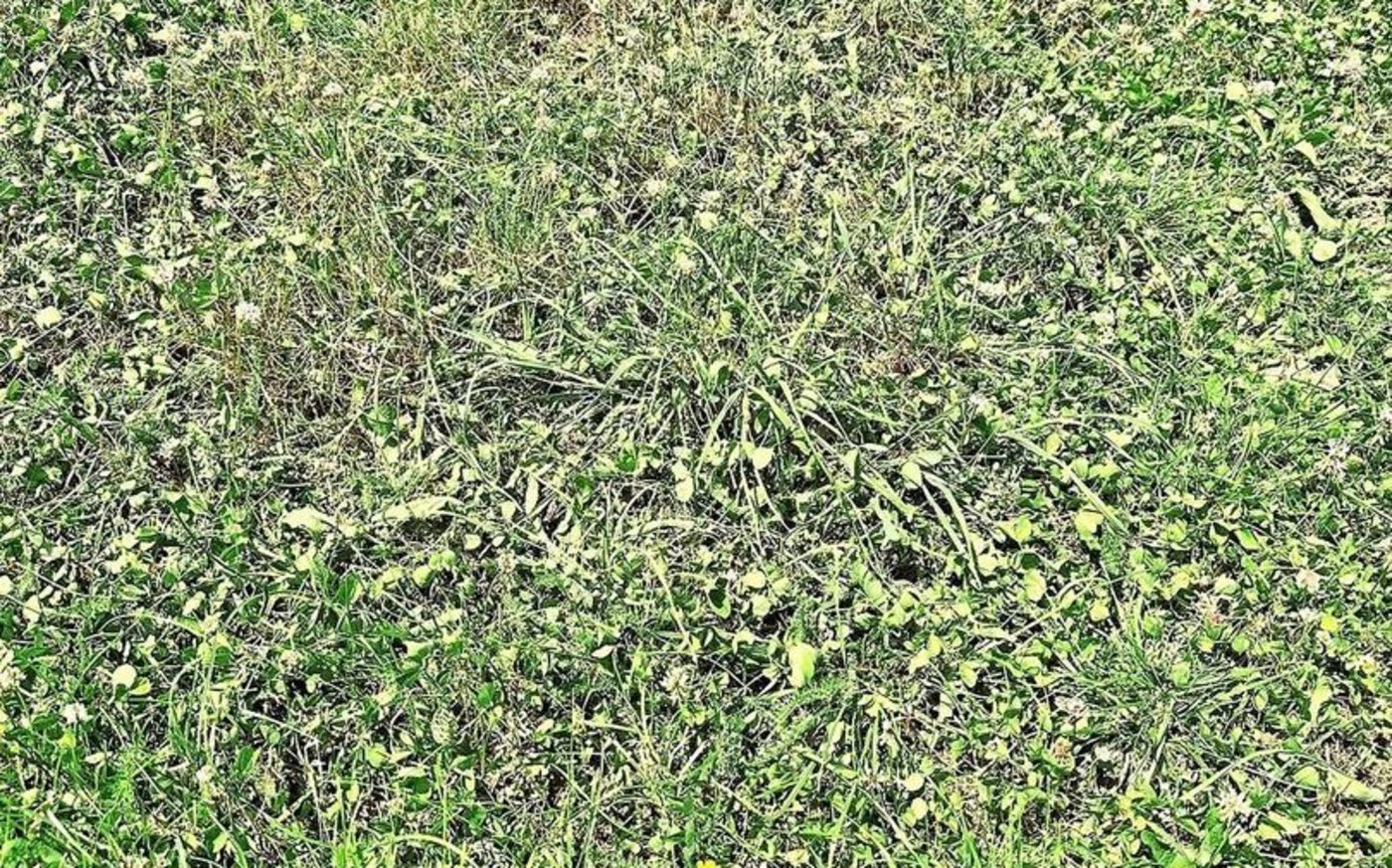 Während einer Trockenphase sollten Weideflächen vergrössert und die Rotationsdauer verlängert werden.   