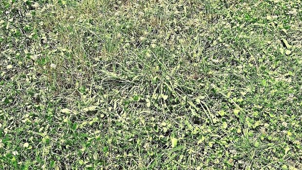 Während einer Trockenphase sollten Weideflächen vergrössert und die Rotationsdauer verlängert werden.   