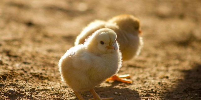 Viele der Bruderhähne werden in Polen gemästet. Deutsche Mastbetriebe haben keinen Platz für sie.