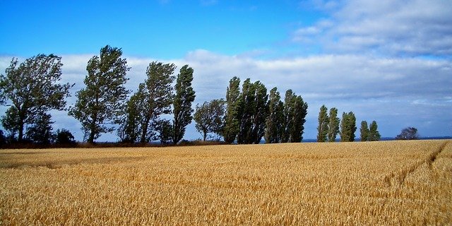 Die geringe Getreide- und Rapsernte 2018 soll mit Grund dafür sein, dass mehr Bauern Konkurs gingen. (Symbolbild pixabay)