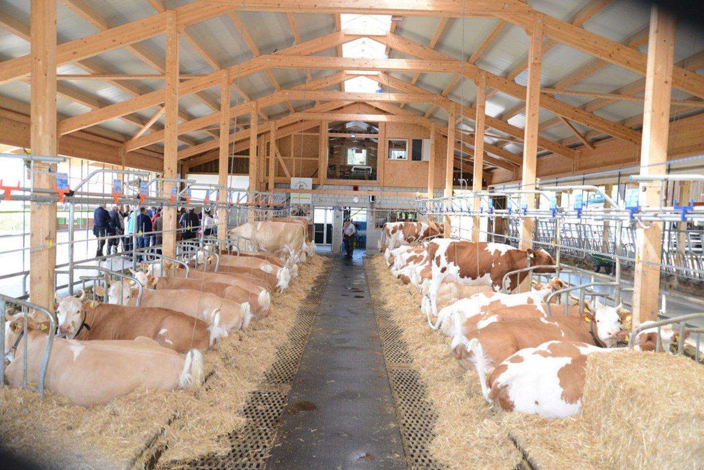 Blick in den luftigen Anbindestall von Familie Graf in Bleiken b. Oberdiessbach. (Bild IG Anbindestall)