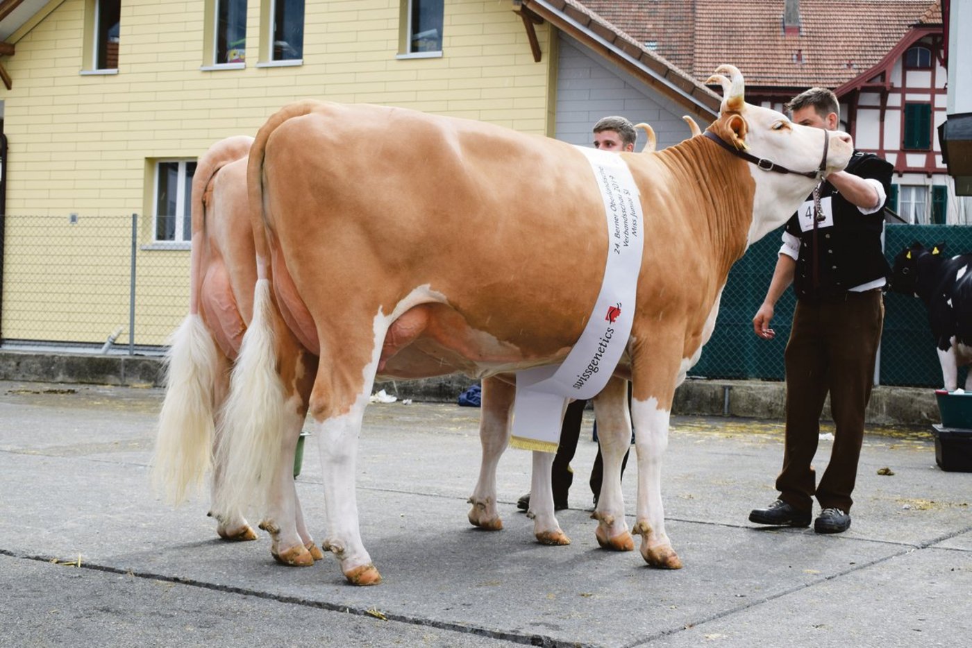 Wann können die schönen Kühe wieder auflaufen? Wie hier die  zwei Missen der Rasse Simmental im Jahr 2019 in Thun. (Bild BauZ/dj)
