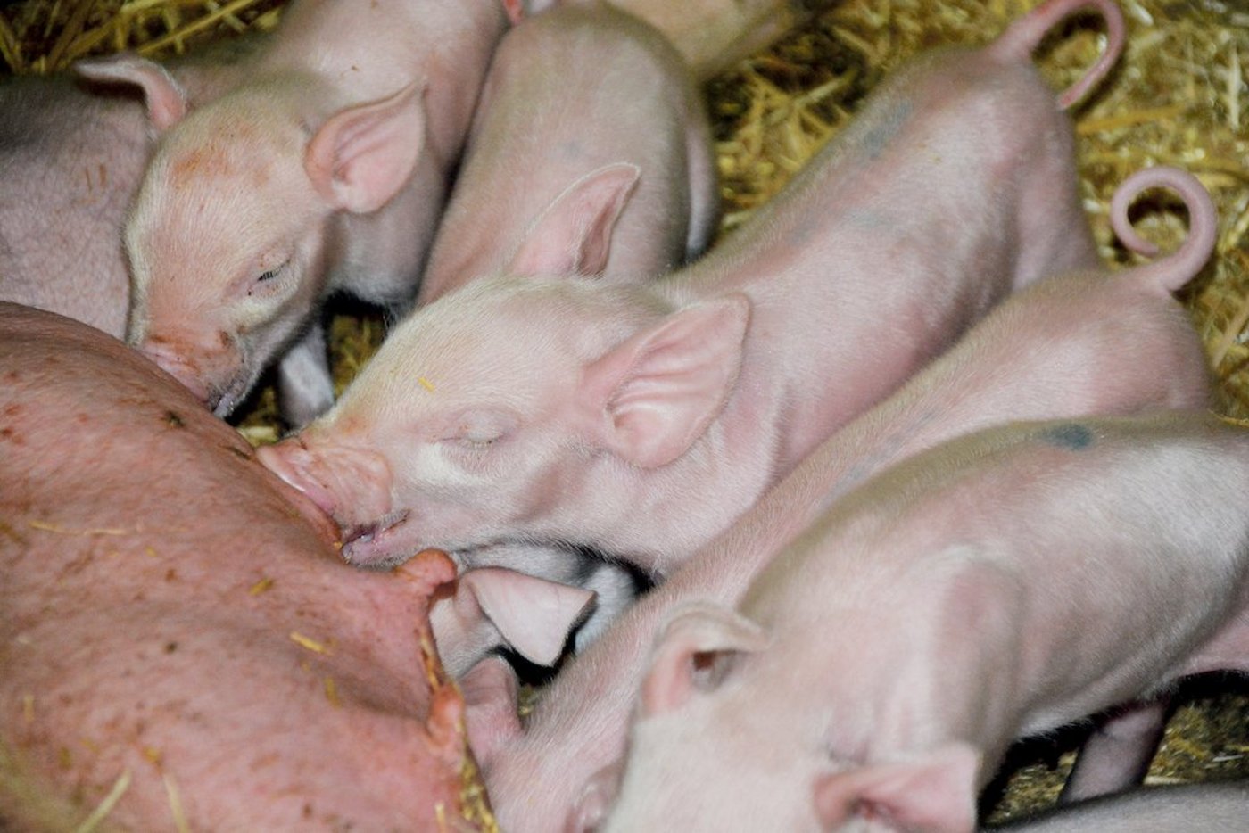 Saugferkelverluste nehmen auf Produktionsstufe, also bei den Mastferkelproduzenten, weiter ab. (Bild aem)
