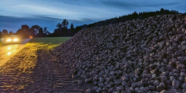 Die Stützungsmassnahmen für die Schweizer Zuckerproduktion bleiben erhalten – und werden sogar verstärkt. Dies freut die Zuckerrübenproduzenten und -produzentinnen. Für sie war es ein langes Tappen im Dunkeln.