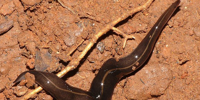 Der flache Wurm aus Asien namens Platydemus manokwa ...
