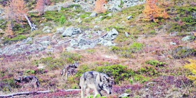  Eine Wildtierkamera hielt im Dezember 2016 vier Wölfe des Augstbord-Rudels fest. (Bild Gruppe Wolf Schweiz) 