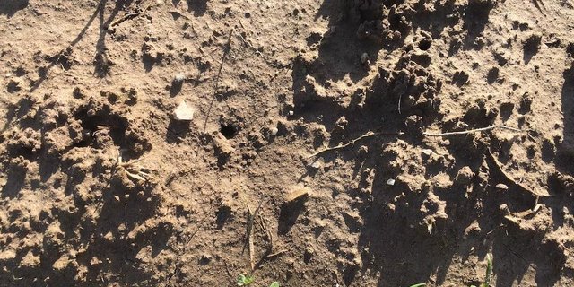 Bei starkem Regen fliesst das Wasser nicht mehr durch die feinen Poren des Bodens und wird daher kaum mehr gefiltert. (Bild jsc)