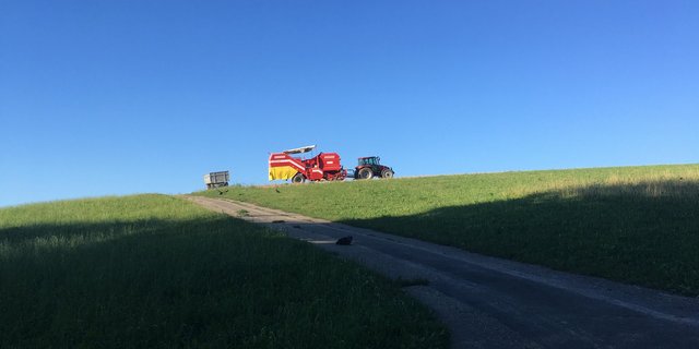 Mehr Schatten als Licht: Bauern, die Frites-Kartoffeln produzieren, müssen dieses Jahr wegen der Corona-Pandemie mit Anbaukürzungen leben. (Bild Jil Schuller/BauernZeitung)