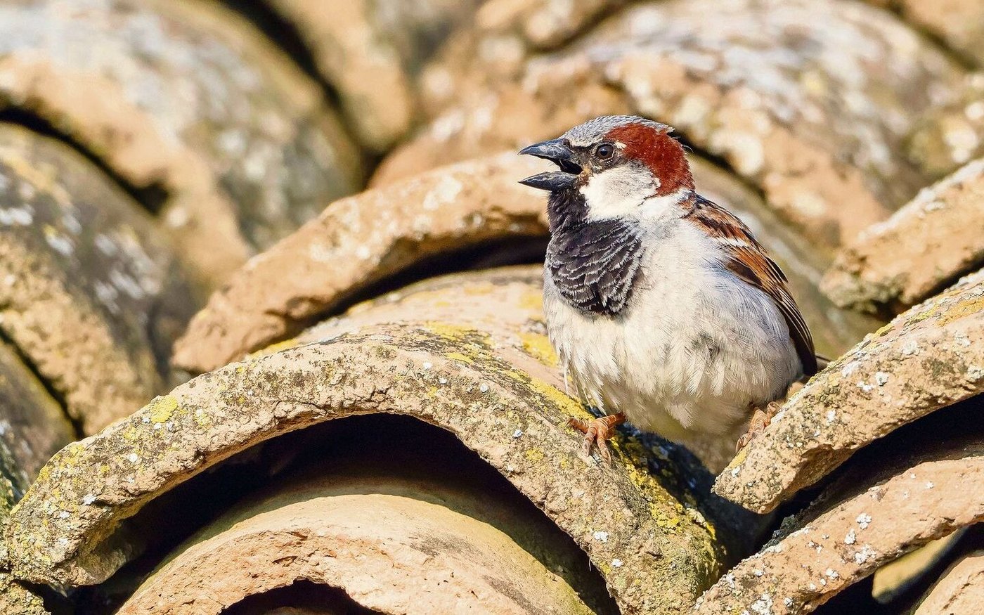 Der Haussperling ist ein Höhlenbrüter. Passende Nistmöglichkeiten findet er zum Beispiel unter den Ziegeln eines alten Dachs. Soll es saniert werden, ist zu beachten: Das Nest steht unter Schutz.