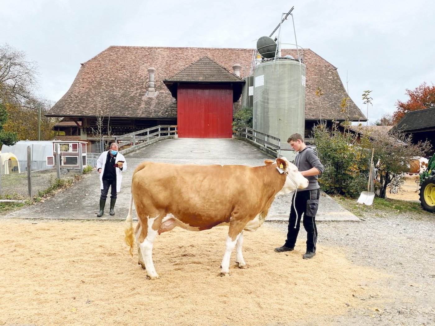 Die Beurteilung der letzten Kühe der vergangene Beständeschausaison musste auf den Höfen stattfinden. Und auf den Höfen startet auch heuer die Saison. Die Punktierung der jungen Natursprung-Stiere der Plätze Frutigen und Plaffeien erfolgt auf den Zuchtbetrieben. Zuschauer sind wegen der neuen Fünf-Personen-Regel keine zugelassen. (Bild BauZ/Livio Janett)