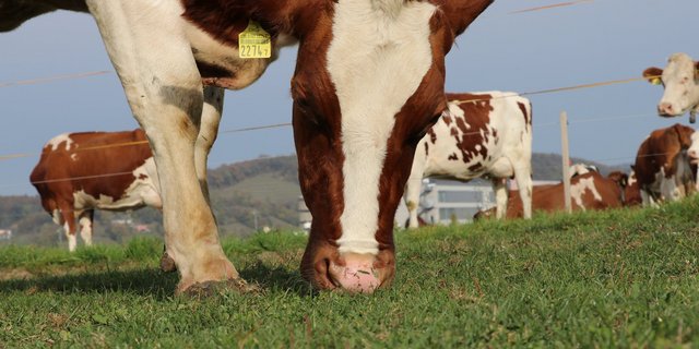 Regelmässiger Weidegang ist sorgt sowohl körperlich, als auch mental für ein höheres Tierwohl. (Bild Ruth Aerni)