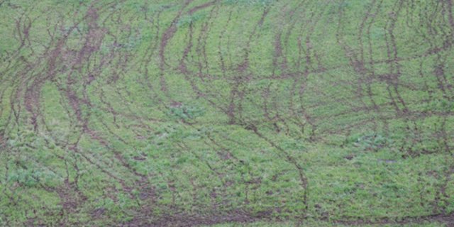 Die Niederlanden haben ein Stickstoffproblem: Über 1000 Naturschutzgebiete sollen wegen akut gefährdet sein. Als grösste Quelle für Stickstoff-Emissionen gilt die Landwirtschaft. (Symbolbild BauZ)