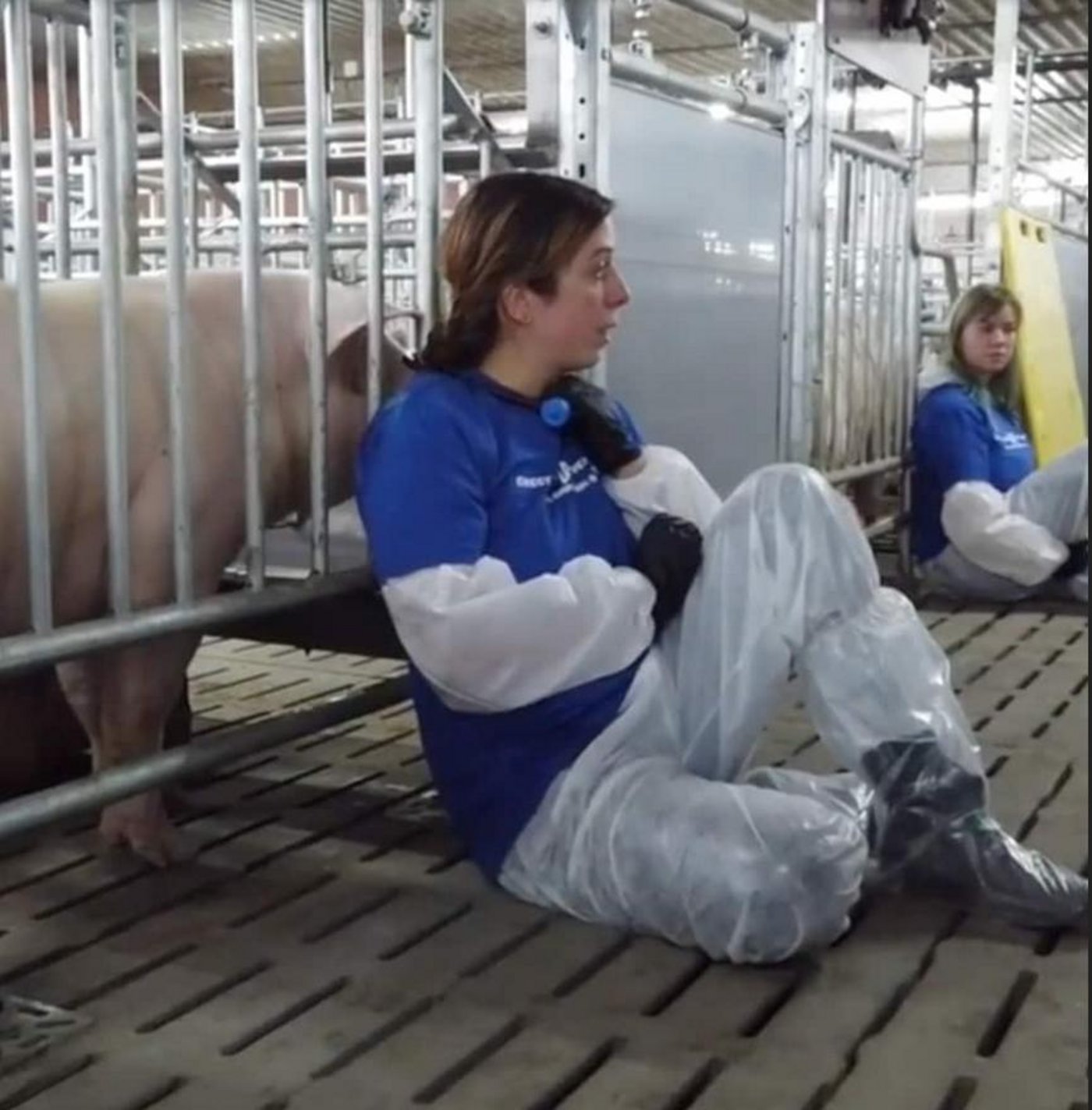 Die Aktivisten ketten sich im Schweinestall an. (Bild screenshot Facebook)n