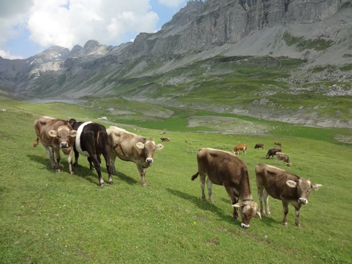Würde der GVE-Faktor bei den Rindern auf den Alpen erhöht, dürften weniger Tiere gesömmert werden. (Bild BauZ)