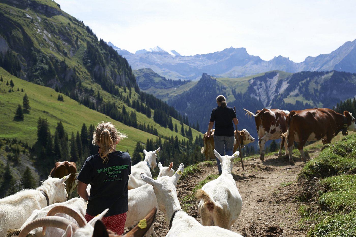 Momentan brauche es viele Freiwillige für das Berner Oberland und die Zentralschweiz. (Bild Franca Pedrazzetti)