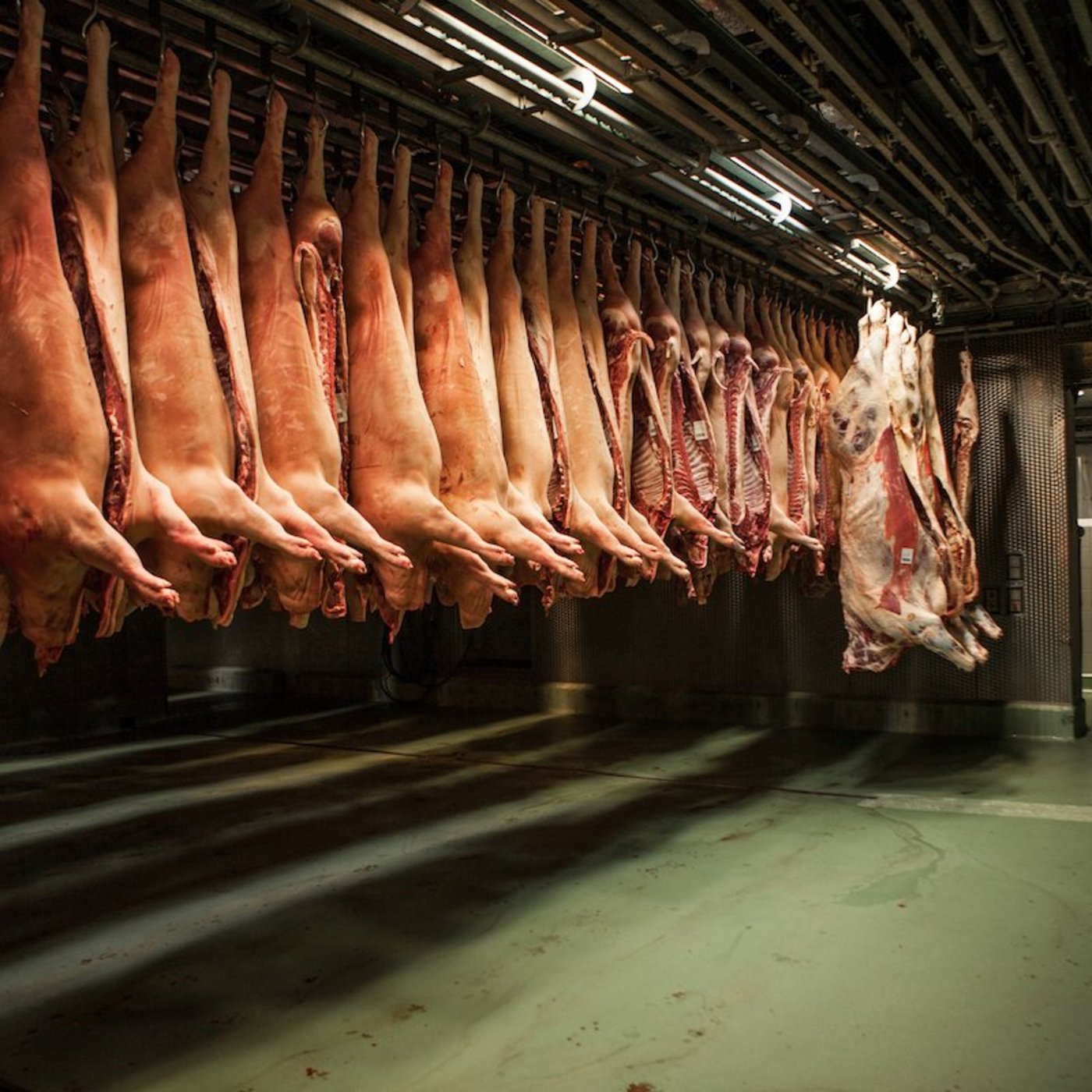 Um Preiszusammenbrüche zu vermeiden, will der Verwaltungsrat von Proviande beim Bundesrat eine Kostenbeteiligung an Marktentlastungsmassnahmen beantragen. (Bild Markus Bühler)