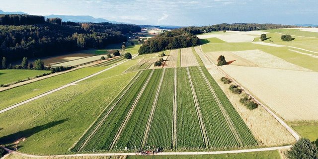 Swisspatat begrüsst die Bestrebungen des Bundes, Herbizide im Kartoffelbau zu reduzieren. Der Teilverzicht müsse aber auch berücksichtigt werden.