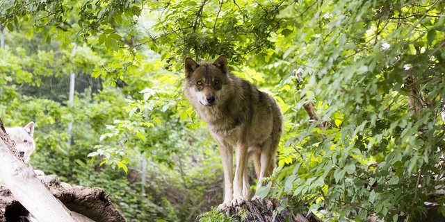 In der oberen Surselva lebt laut Wildhütern ein Wolfspaar, das demnächst ein neues Rudel gründen könnte. (Symbolbild Pixabay)