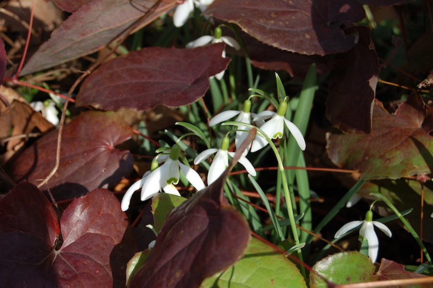 Zwischen Stauden mit altem Laub treiben die ersten Zwiebelpflanzen, wie hier die Schneeglöckchen. (Bild GMH/Bettina Banse)