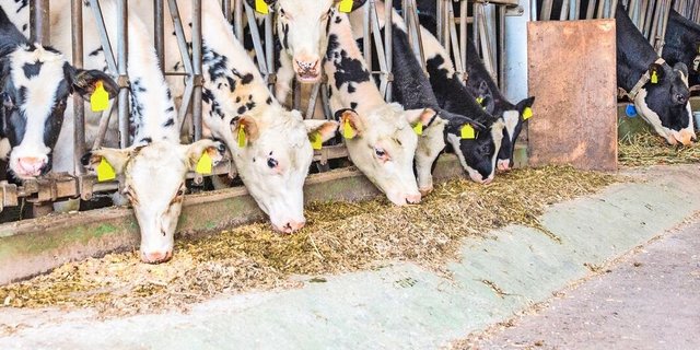 Beschichtete Futterkrippen können mit PCB belastet sein, allerdings vor allem bei Bauten vor 1980. 