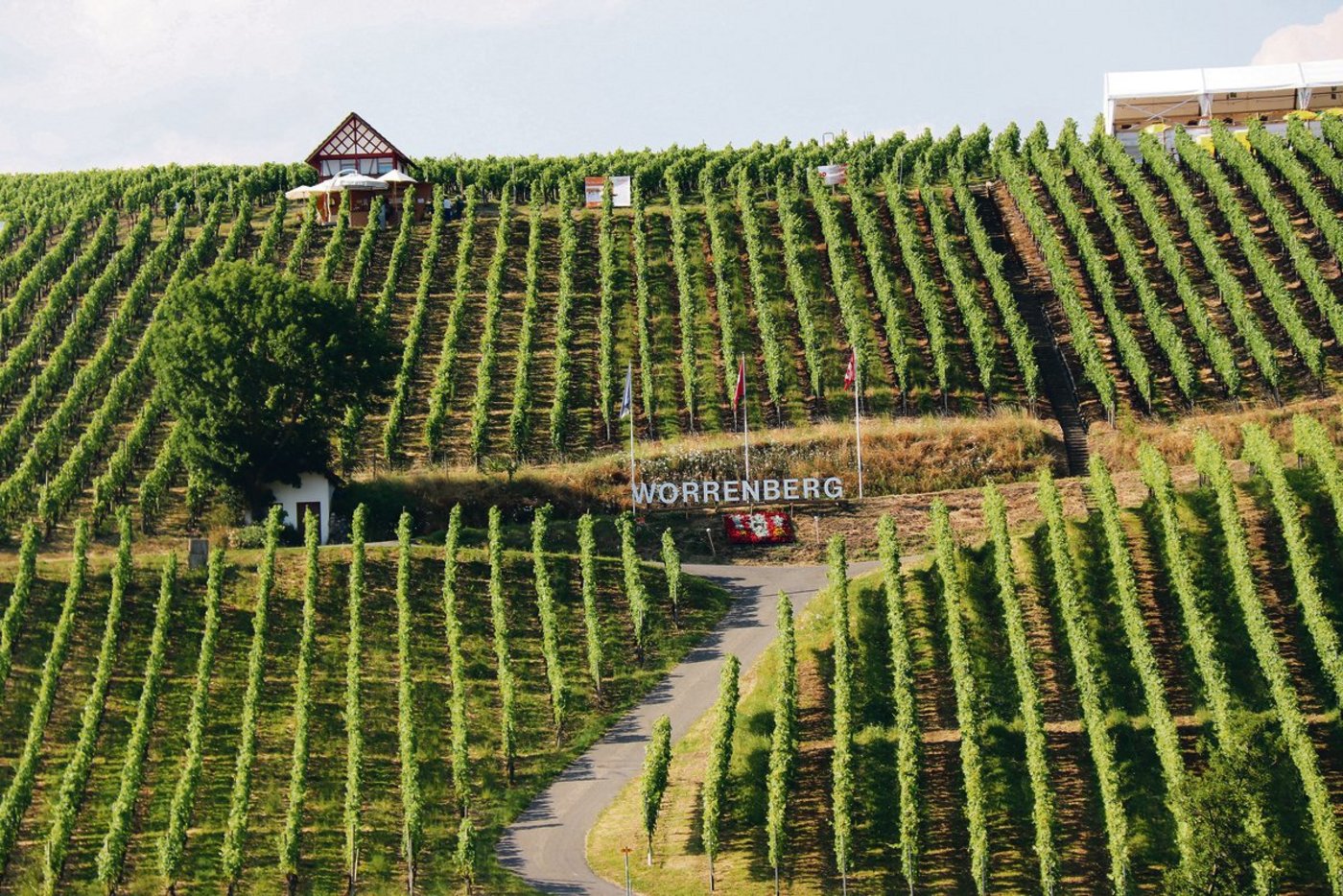 Das Zürcher Weinland gehört neu dem Perimeter der Neuen Regionalpolitik an. Von der finanziellen Unterstützung für strukturschwache Regionen soll auch die Landwirtschaft profitieren. Das Bild zeigt die Reblage Worrenberg  in Flaach. (Bild Roland Müller)