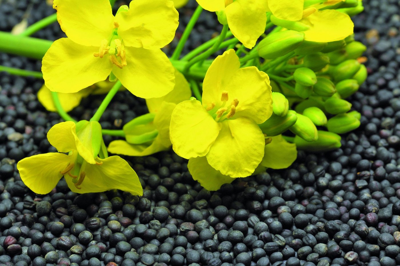 Sowohl die Ölpreise als auch die Produzentenpreise für Raps sind gegenüber dem Vorjahr höher ausgefallen. (Bild Swiss Granum)