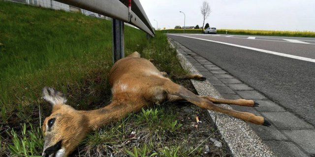  Was tun nach einem Wildunfall? (Bild Polizei Kanton Solothurn)