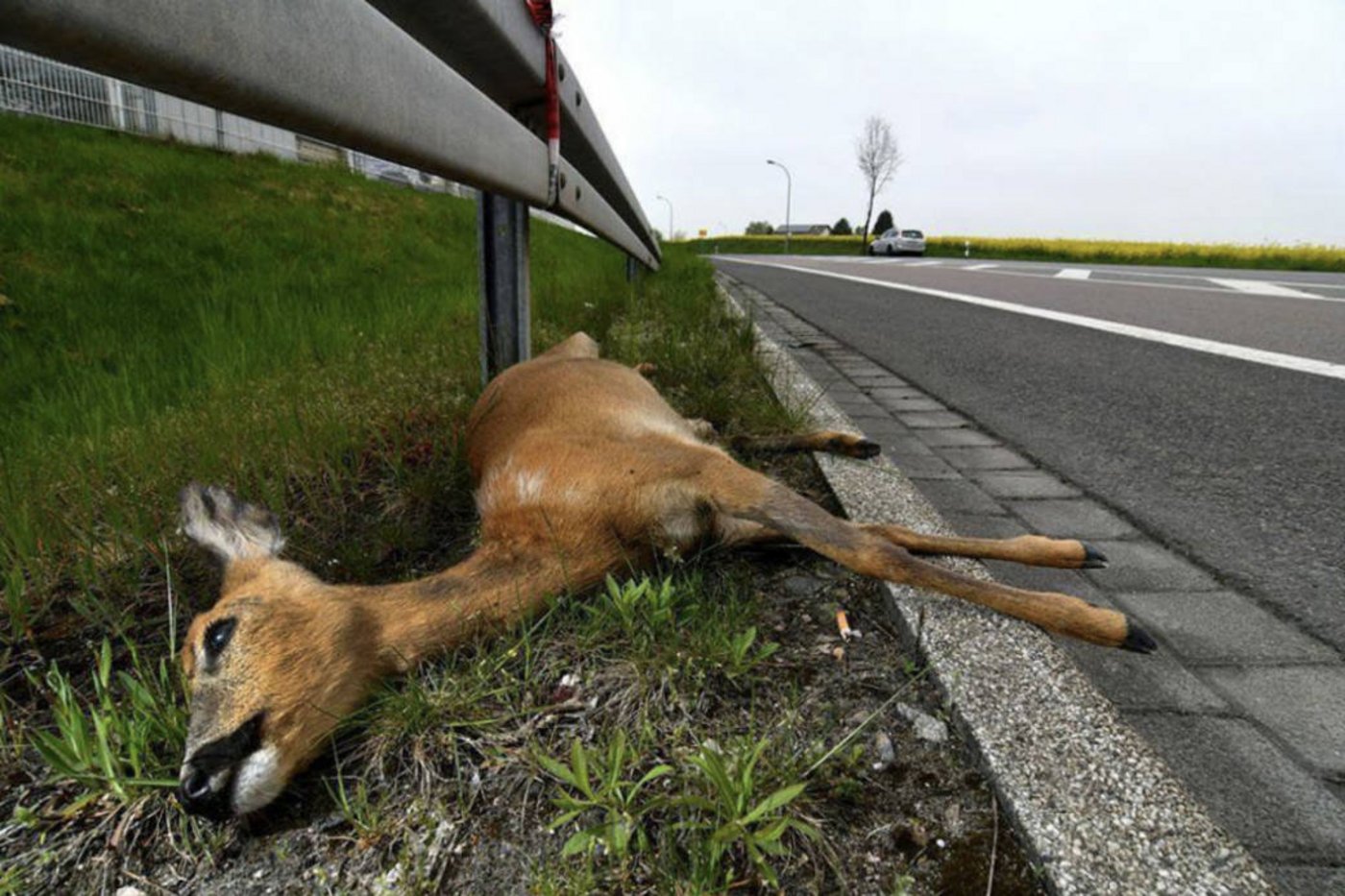  Was tun nach einem Wildunfall? (Bild Polizei Kanton Solothurn)