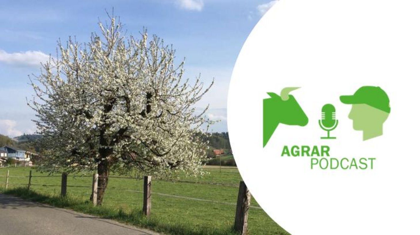 Lässt sich auch gut unter einem blühenden Kirschbaum hören, die siebte Episode des AgrarPodcasts (Bild: BauernZeitung/Jil Schuller).