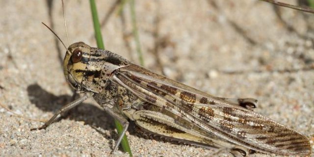 Wanderheuschrecken konnten sich dieses Jahr besonders erfolgreich vermehren. (Bild Orthoptera.ch)