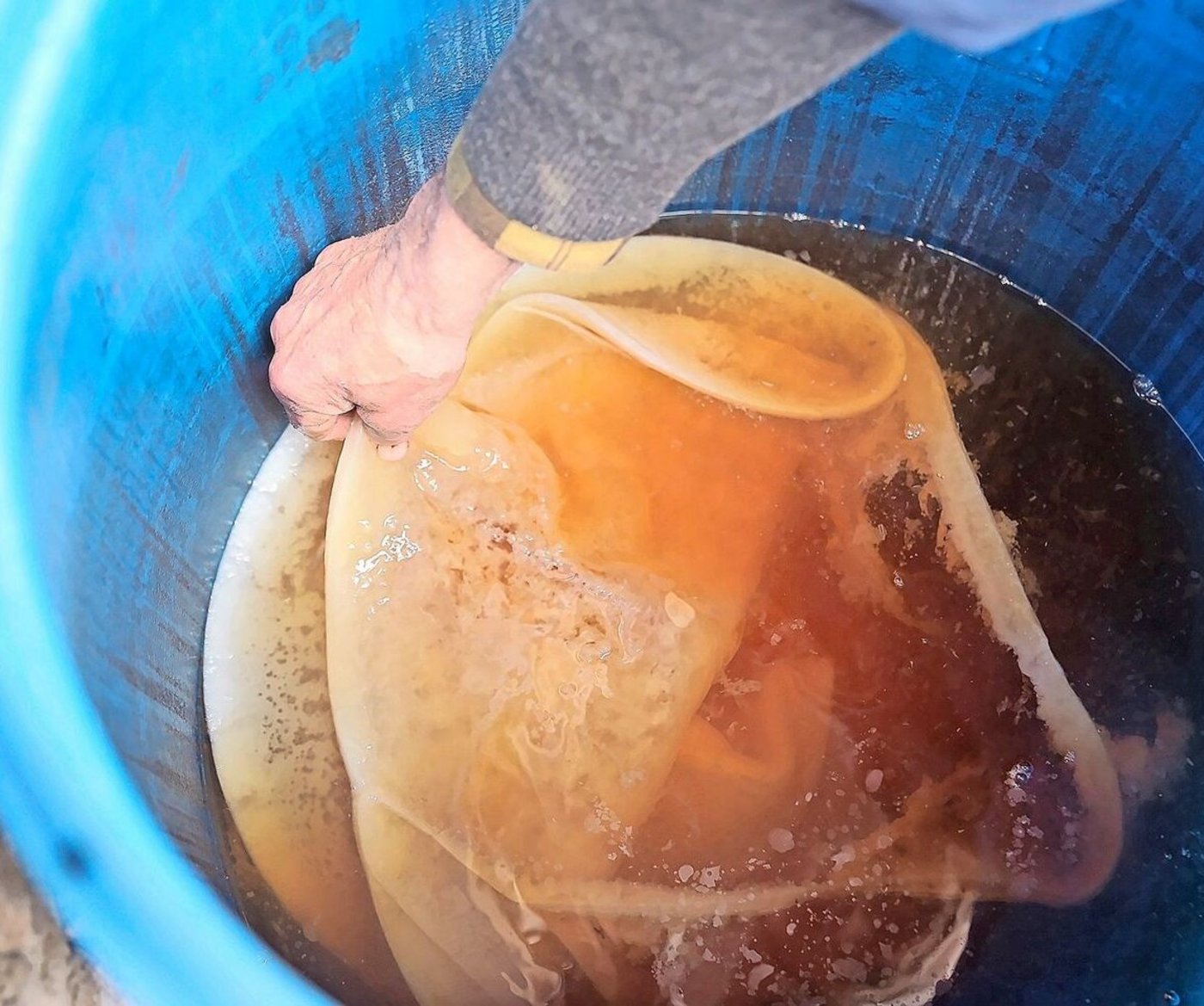 Die Essigmutter ist eine gallertartige Masse aus Essigsäurebakterien.