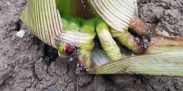 Alte Landsorten können Stickstoff fixieren.