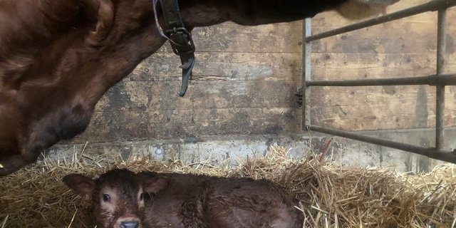 Für die Geburt sollte man trächtige Tiere absondern. Der Abkalbeort muss sauber sein und sollte nach der Geburt gereinigt werden. (Bild BauZ)