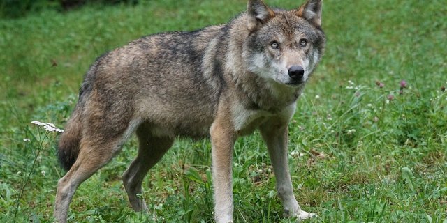 Die Landwirte im Gebiet der beiden Risse wurden alarmiert. (Symbolbild Pixabay)