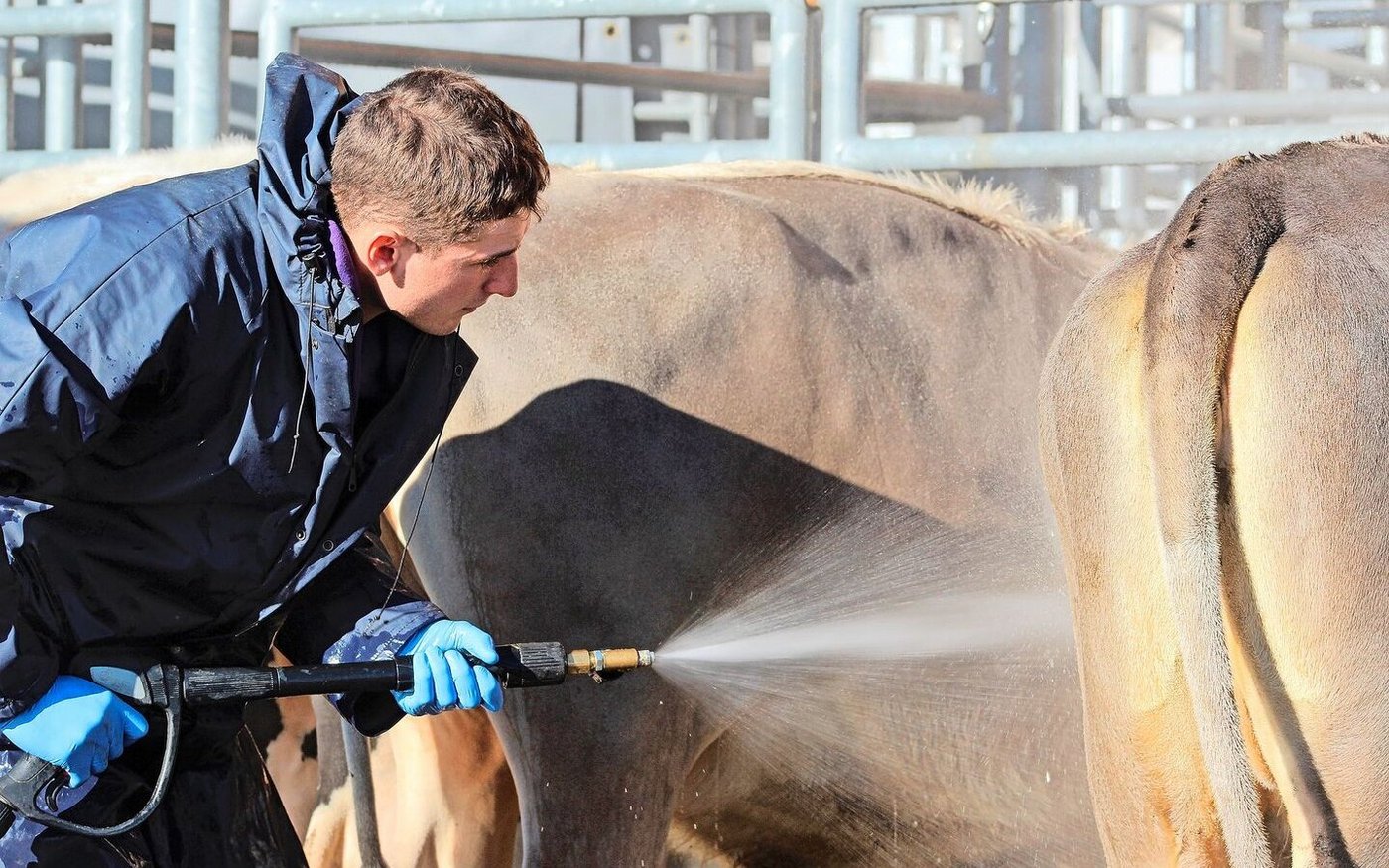 Andere gehen eine Woche in die Ferien, sie gehen an eine Viehschau: Am Morgen der Rindernightshow in Wattwil wäscht Sam Salzgeber die Rinder. 