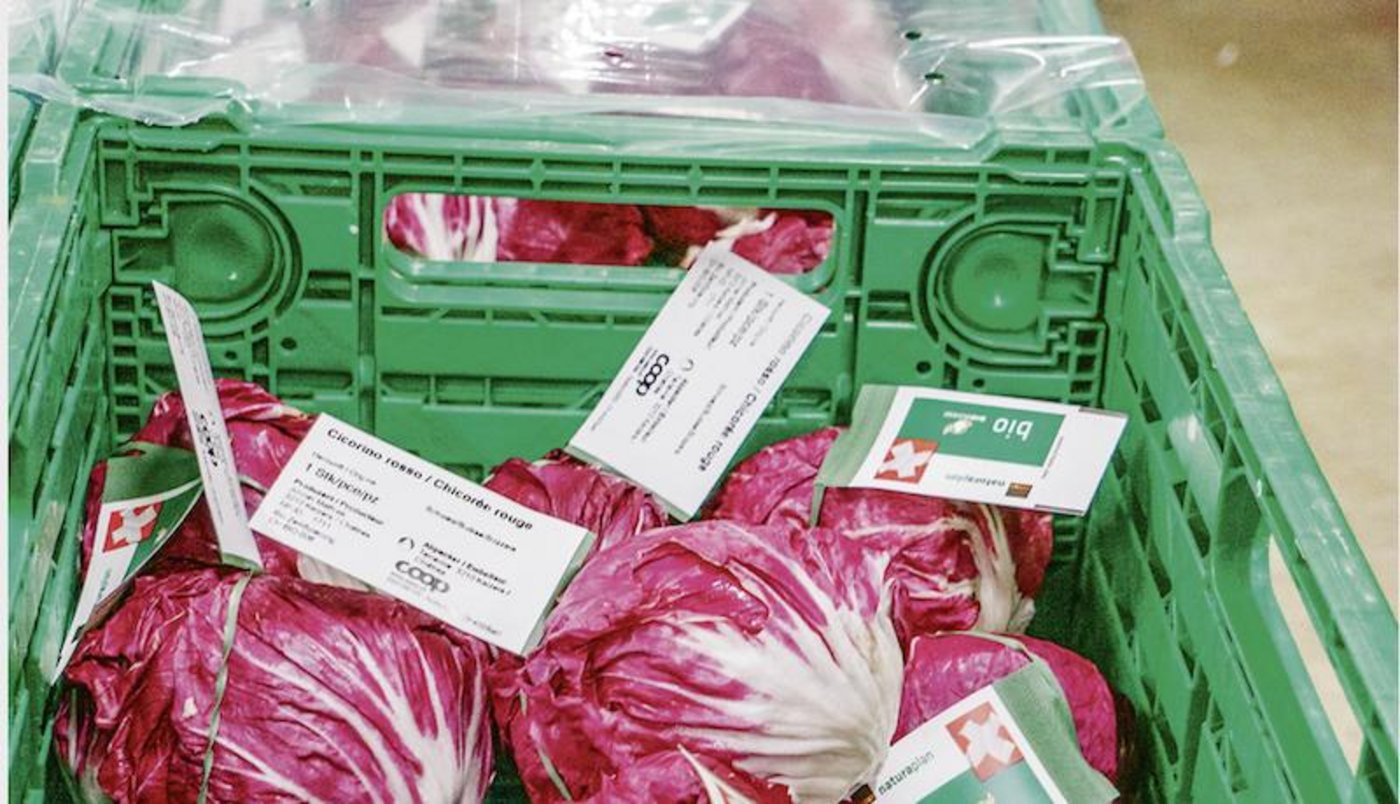 Ganz ohne Plastik geht es nicht: Eine Folie schützt die Cicorinos mit dem Elasti-Tag vor dem Austrocknen. (Bild David Eppenberger/Der Gemüsebau)