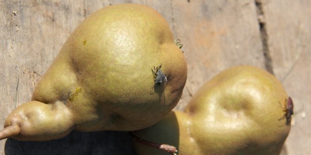 Die Marmorierte Baumwanze wurde aus Asien eingeschleppt. Sie ähnelt heimischen Arten. (Bild SOV)