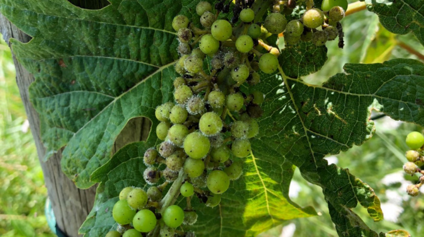 In vielen Anlagen liegt der Befall durch Falschen Mehltau trotz intensivem Pflanzenschutz mittlerweile weit über der Schmerzgrenze. In manchen Anlagen wird wohl nicht mehr viel zu ernten sein. (Bild Michael Gölles, Strickhof)