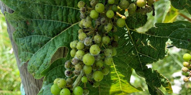 In vielen Anlagen liegt der Befall durch Falschen Mehltau trotz intensivem Pflanzenschutz mittlerweile weit über der Schmerzgrenze. In manchen Anlagen wird wohl nicht mehr viel zu ernten sein. (Bild Michael Gölles, Strickhof)