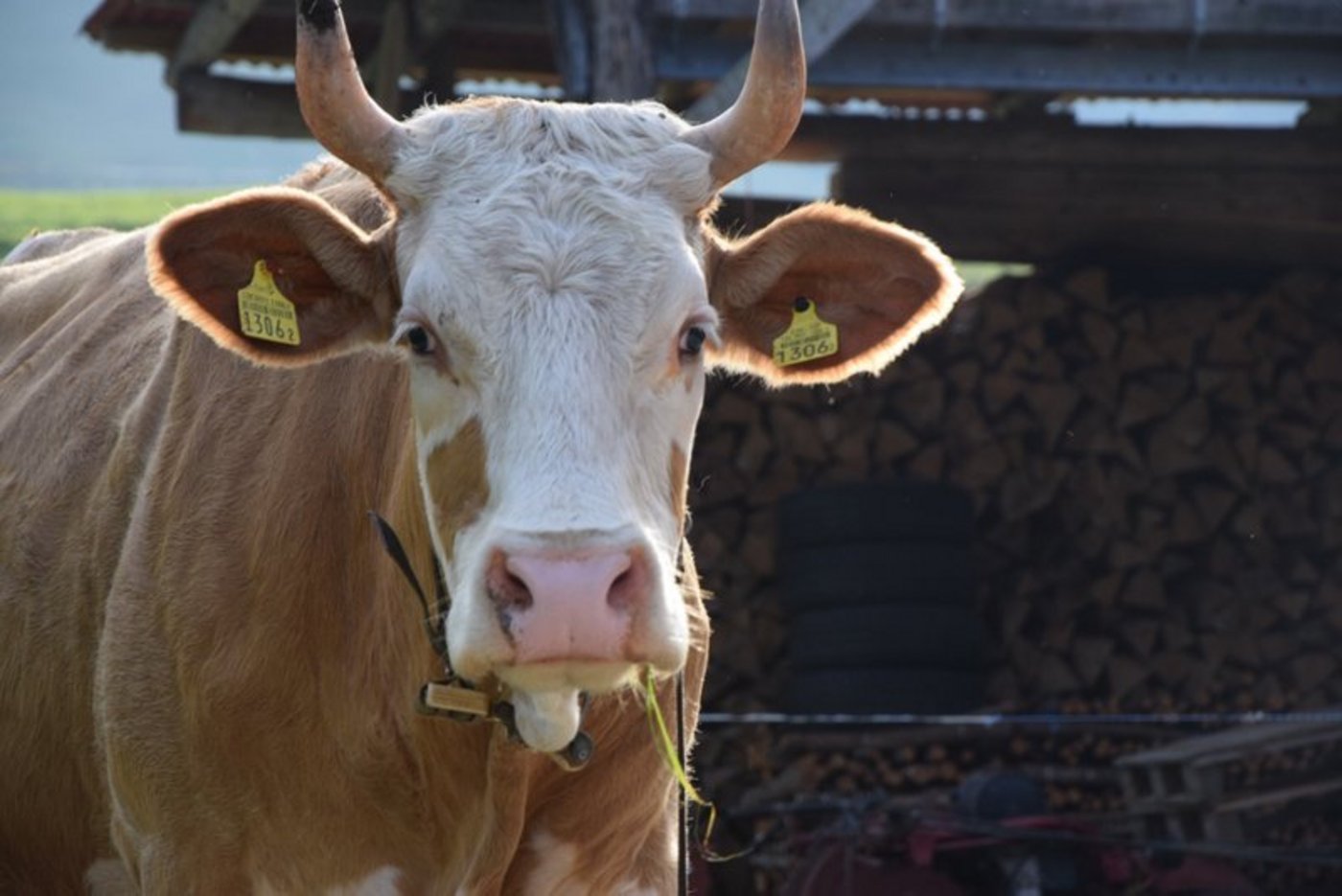 Horn, Ja oder Nein? Auch die Nachwuchs-Landwirte sind sich uneins. (Bild Katrin Erfurt) 