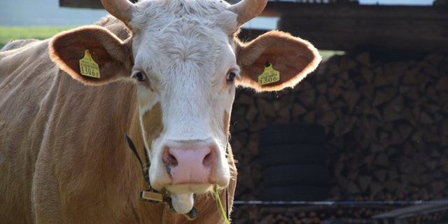 Horn, Ja oder Nein? Auch die Nachwuchs-Landwirte sind sich uneins. (Bild Katrin Erfurt) 