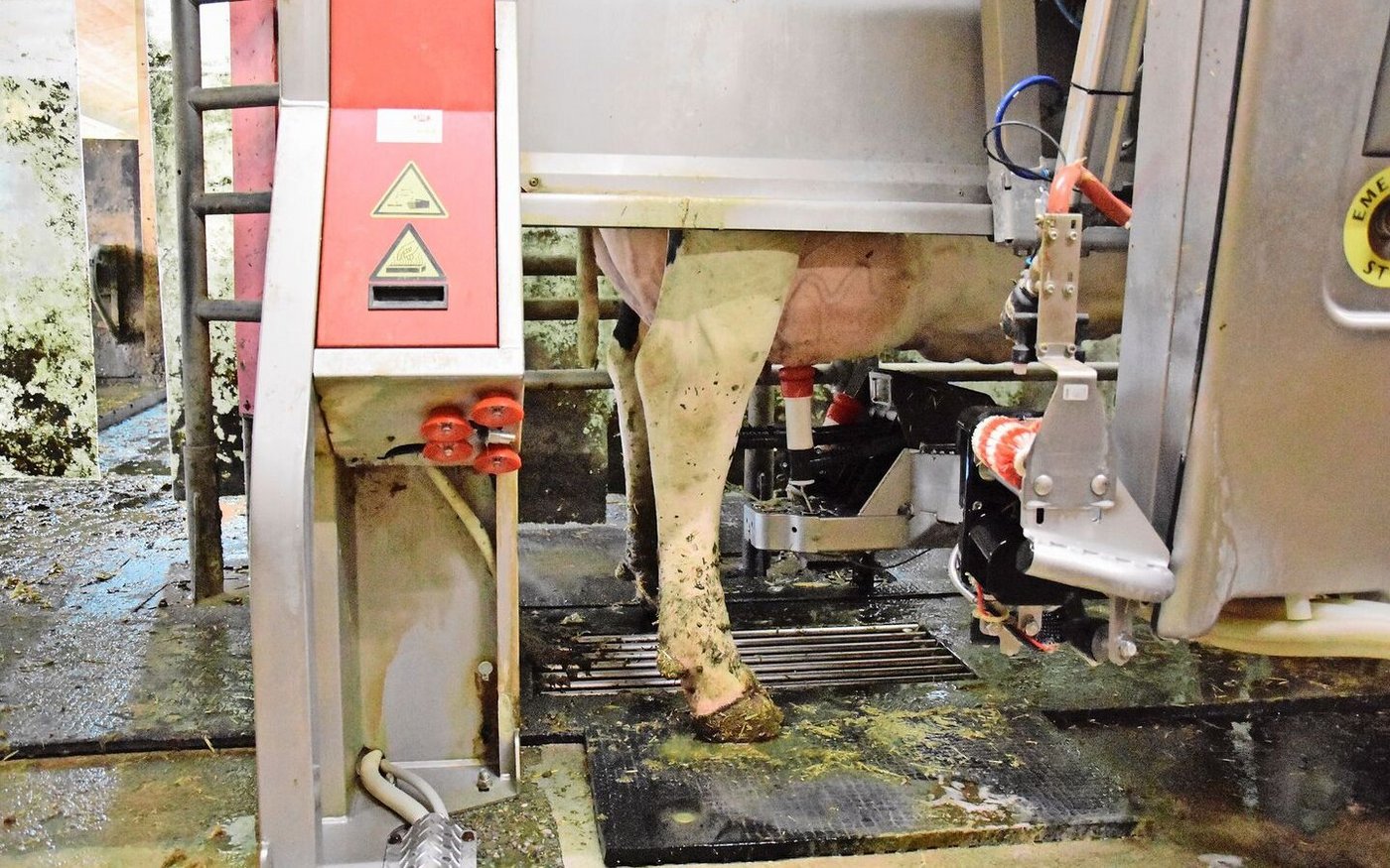 Kein Stau mehr vor dem Melkroboter: Seit der zweite im Stall steht, sind die Melkungen regelmässiger und die Zellzahlen noch tiefer.