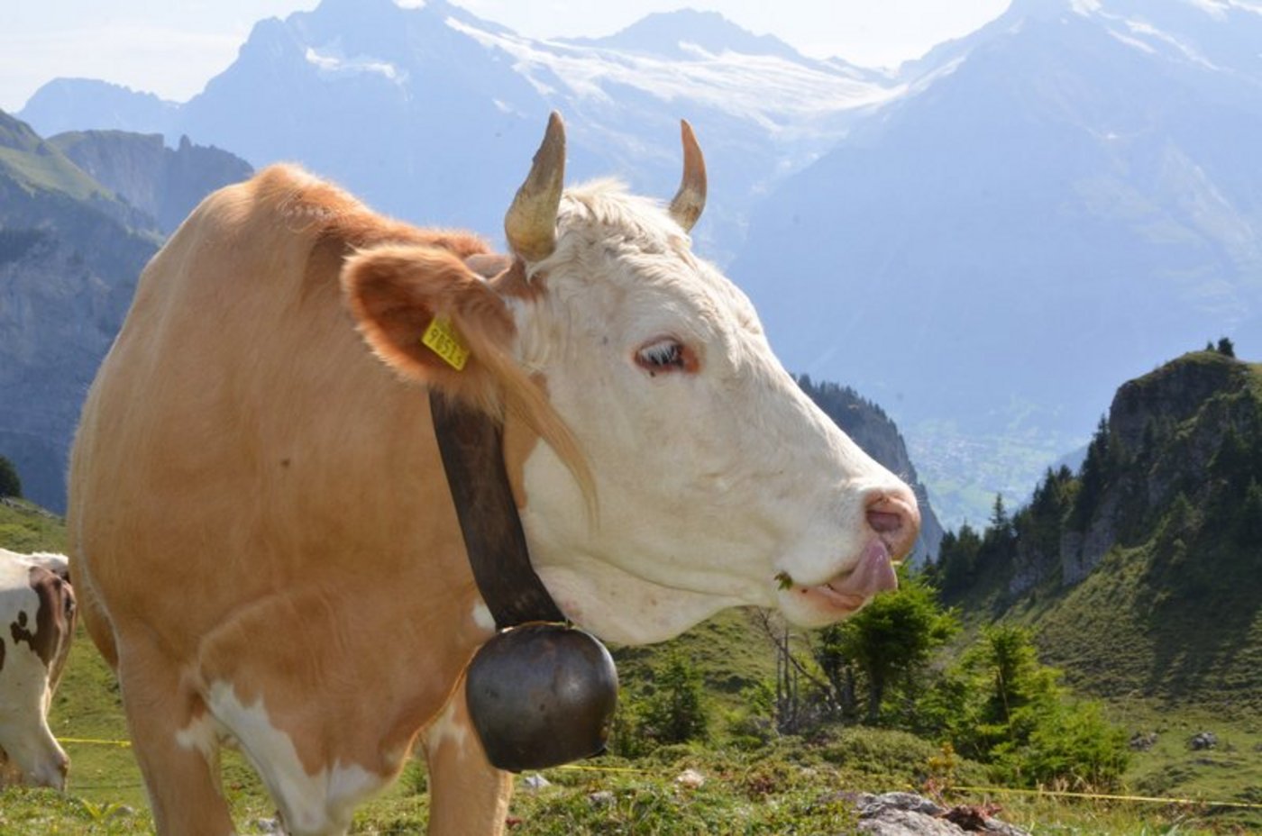 Um die Alpen als Lebens-, Wirtschafts-, Natur- und Erholungsraum zu erhalten, sprachen sich die Länder zudem für einen nachhaltigen Tourismus und für den Erhalt der Berglandwirtschaft aus. (Bild Aline Küenzi)